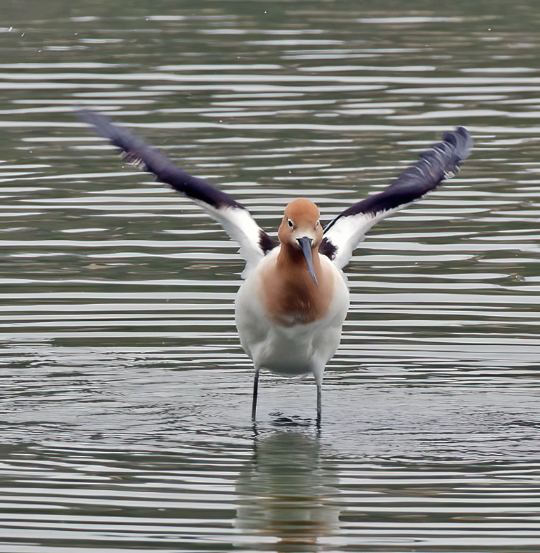 American_Avocet_13_CA_033