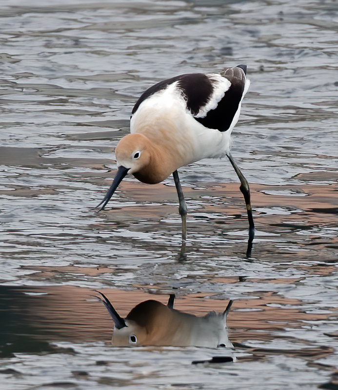 American_Avocet_13_CA_041