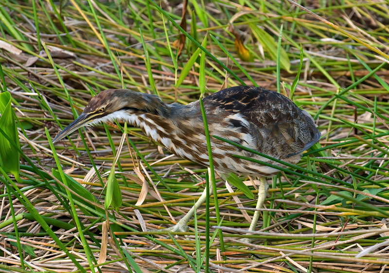 American_Bittern_11_FL_007