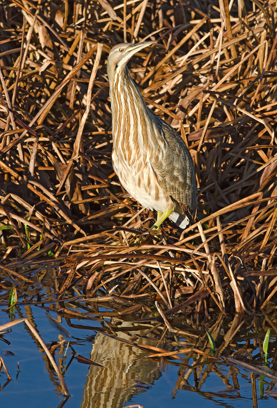 American_Bittern_11_FL_012