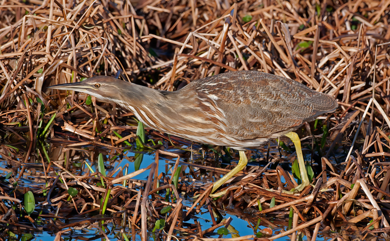American_Bittern_11_FL_052
