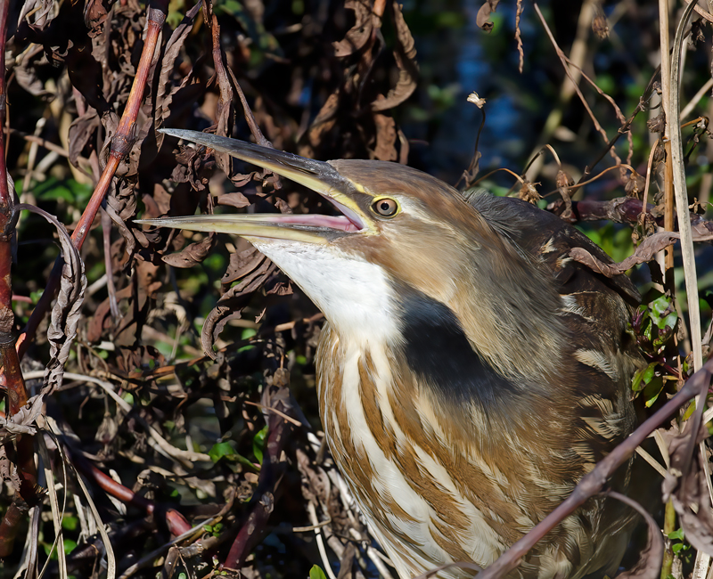 American_Bittern_11_FL_089