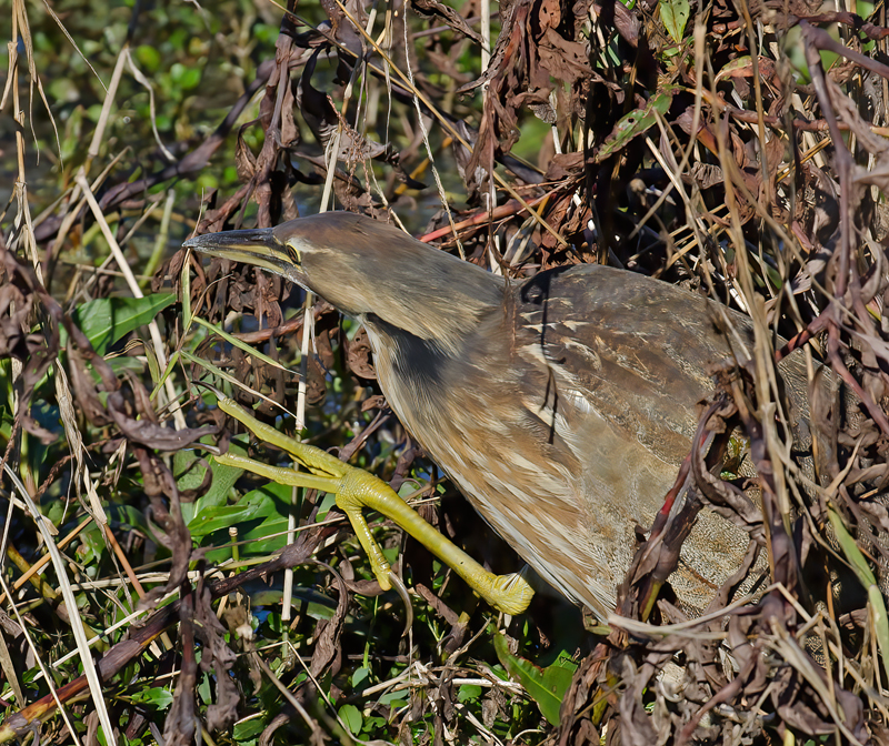 American_Bittern_11_FL_094