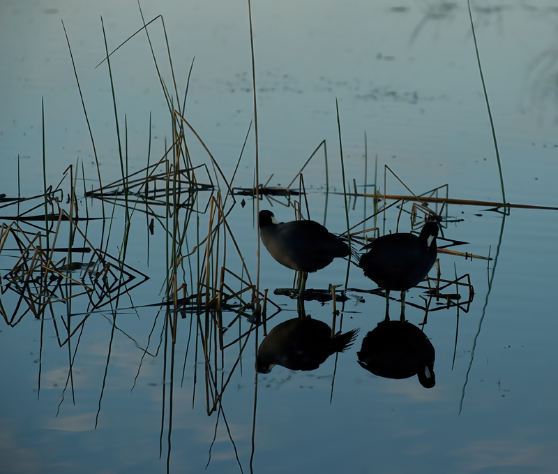 American_Coot_09_FL_002