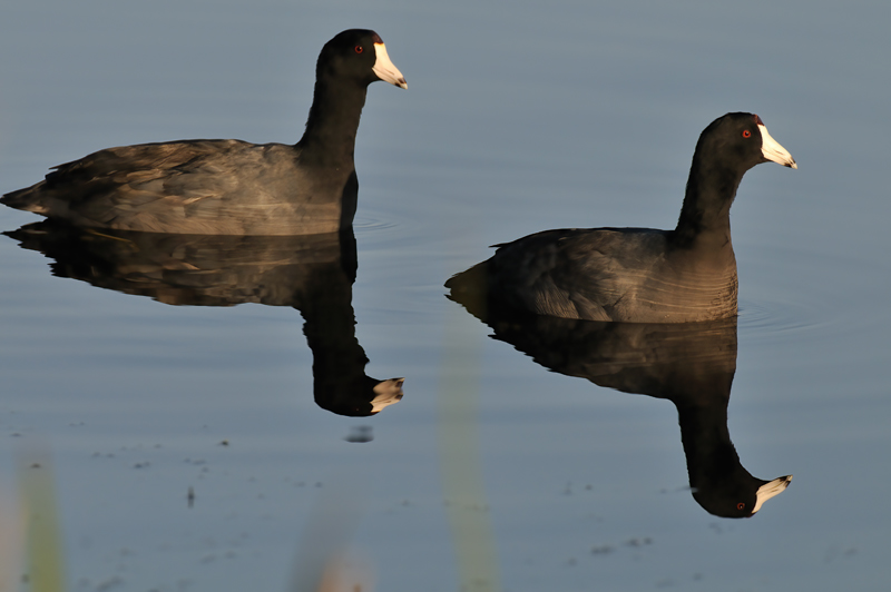 American_Coot_09_FL_009