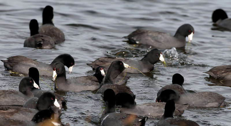 American_Coot_10_FL_008