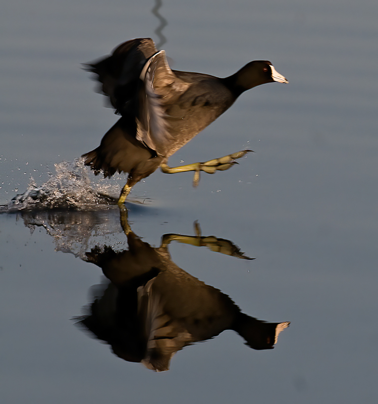 American_Coot_10_FL_009