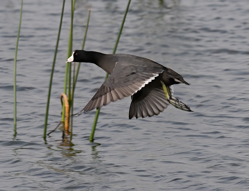 American_Coot_10_FL_011