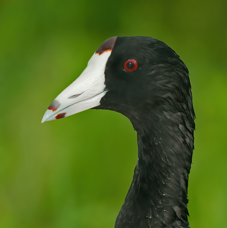 American_Coot_10_FL_016