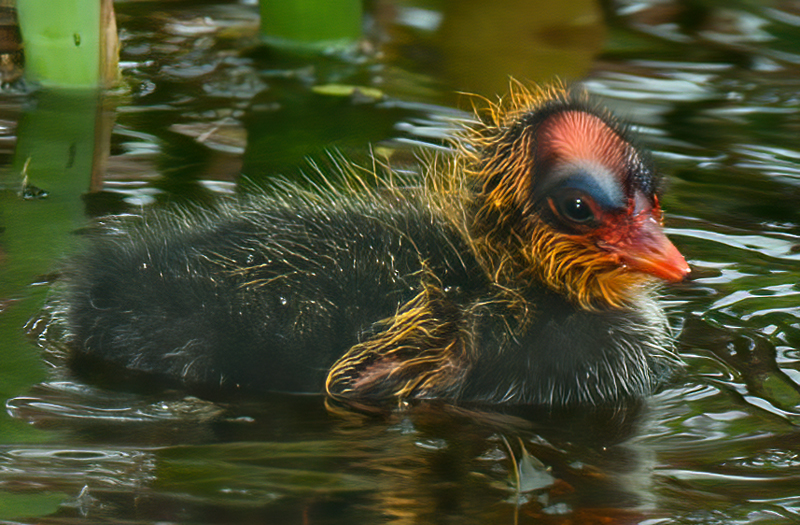 American_Coot_10_FL_020