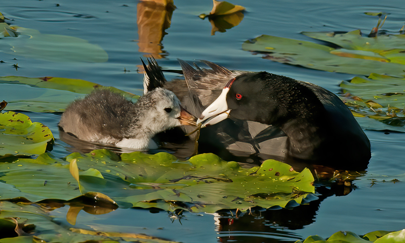 American_Coot_10_FL_054