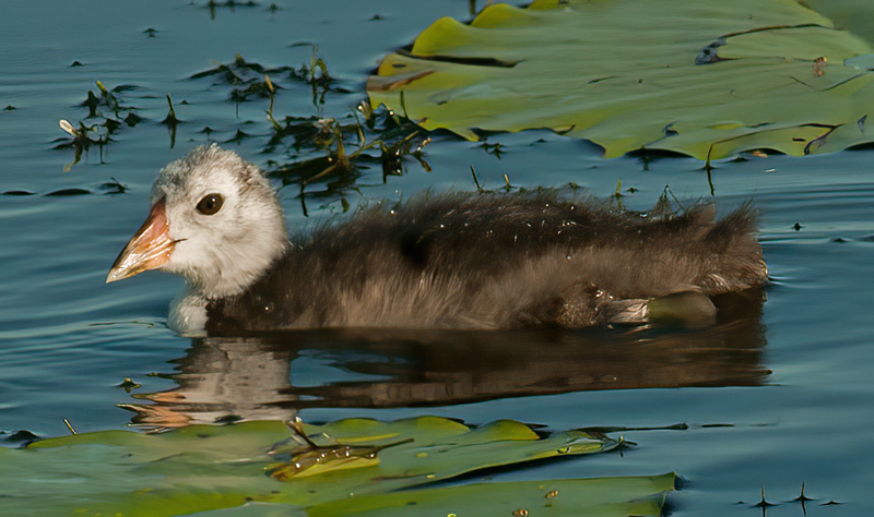 American_Coot_10_FL_056