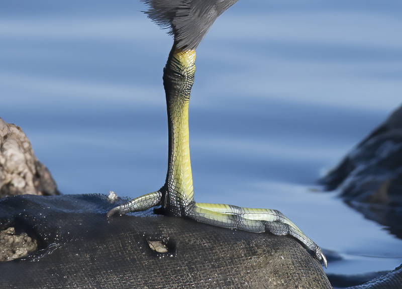 American_Coot_17_CA_005