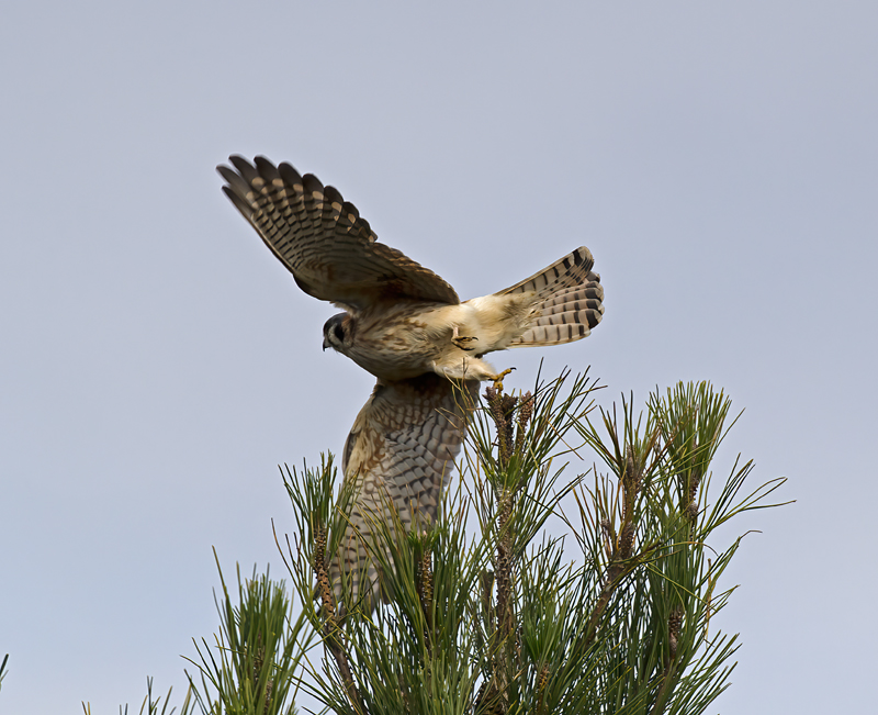 American_Kestrel_11_CA_056