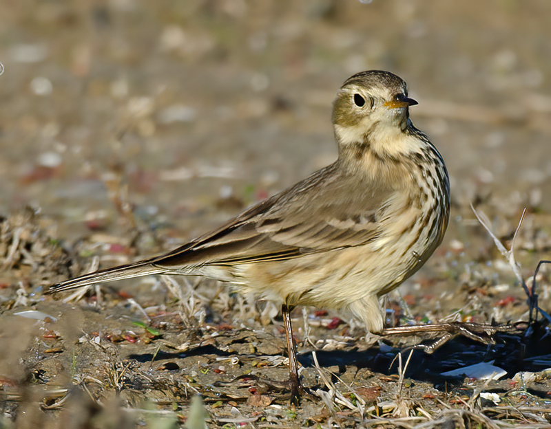 American_Pipit_11_CA_023