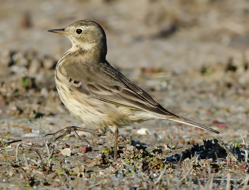 American_Pipit_11_CA_026