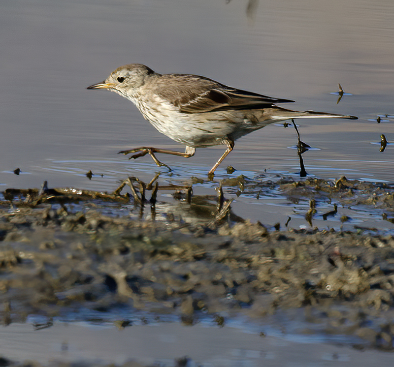 American_Pipit_14_CA_010