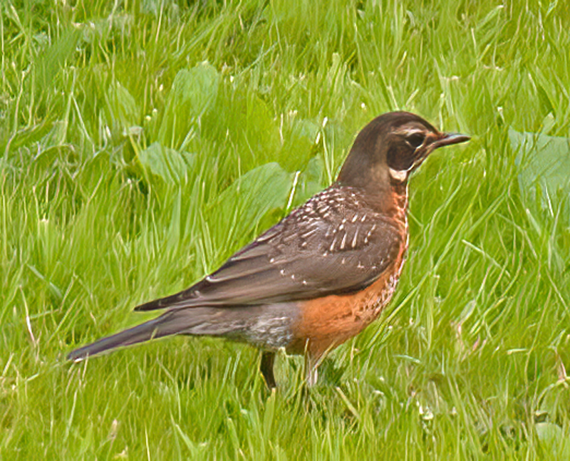 American_Robin_13_OR_007