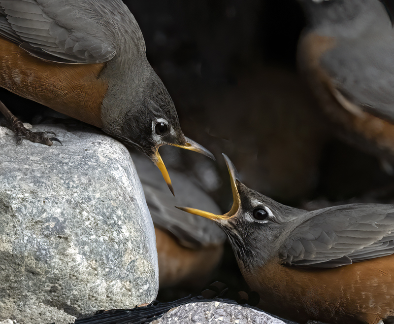 American_Robin_23_CA_067a