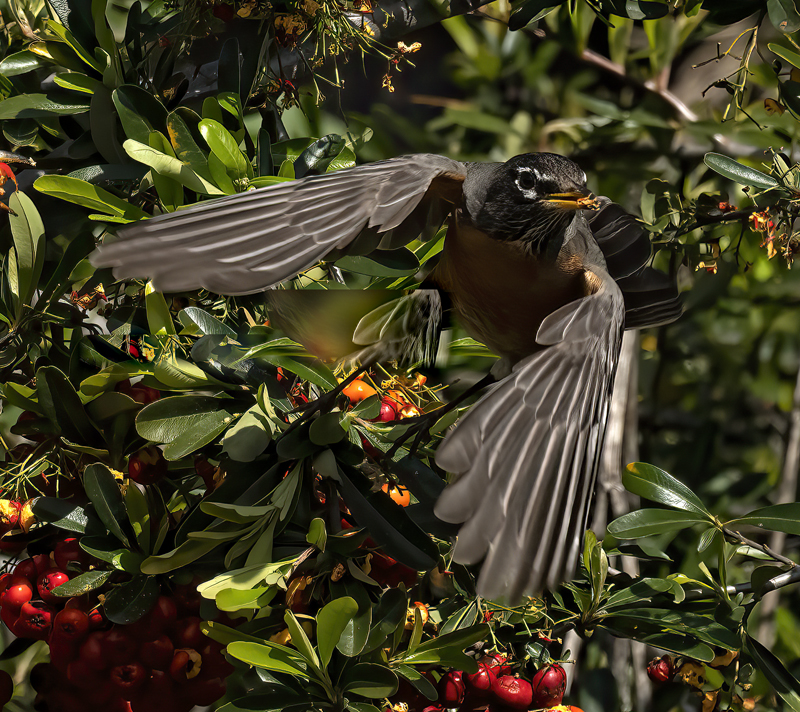 American_Robin_23_CA_122