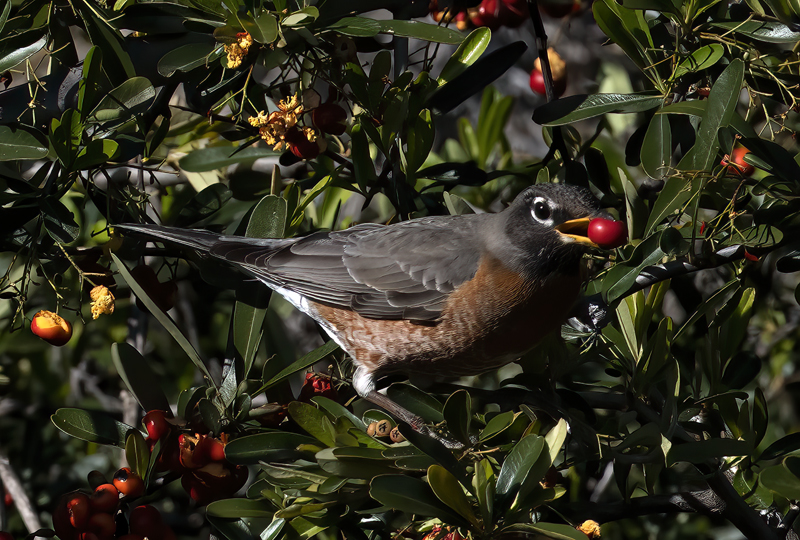 American_Robin_23_CA_900