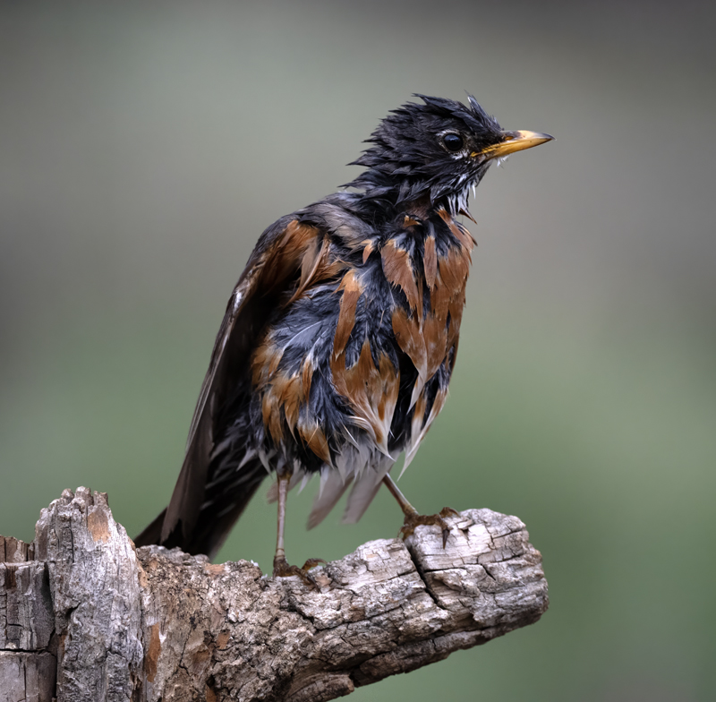 American_Robin_23_OR_C_015