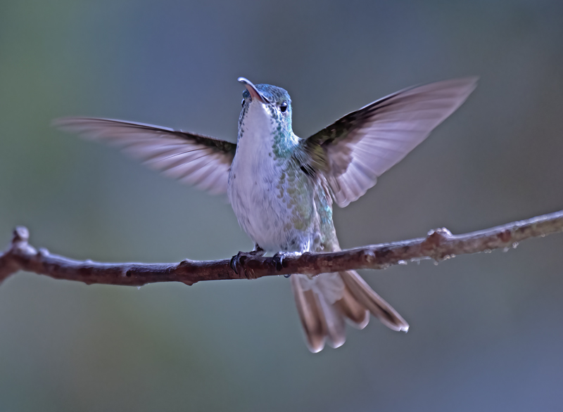 Andean_Emerald_18_Ecuador_006