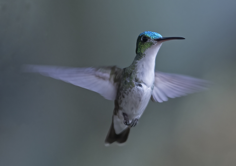 Andean_Emerald_18_Ecuador_014