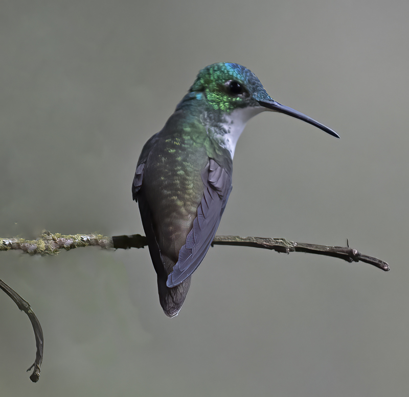 Andean_Emerald_18_Ecuador_015