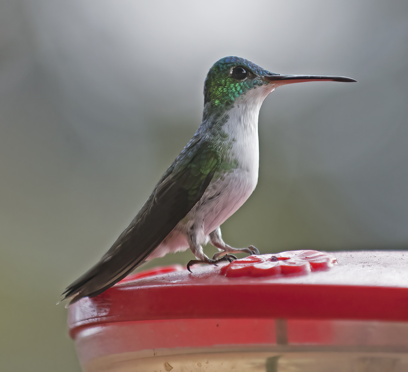 Andean_Emerald_18_Ecuador_022