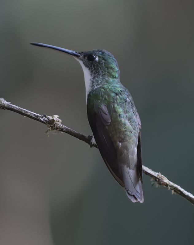 Andean_Emerald_18_Ecuador_023