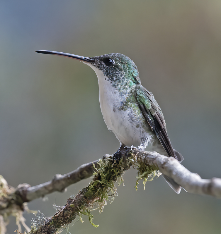 Andean_Emerald_18_Ecuador_030