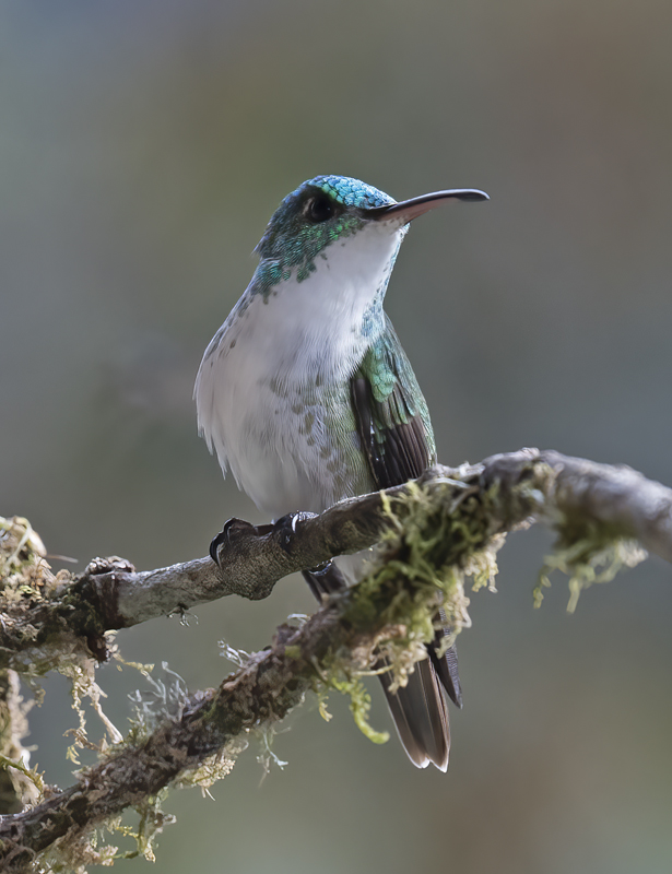 Andean_Emerald_18_Ecuador_041