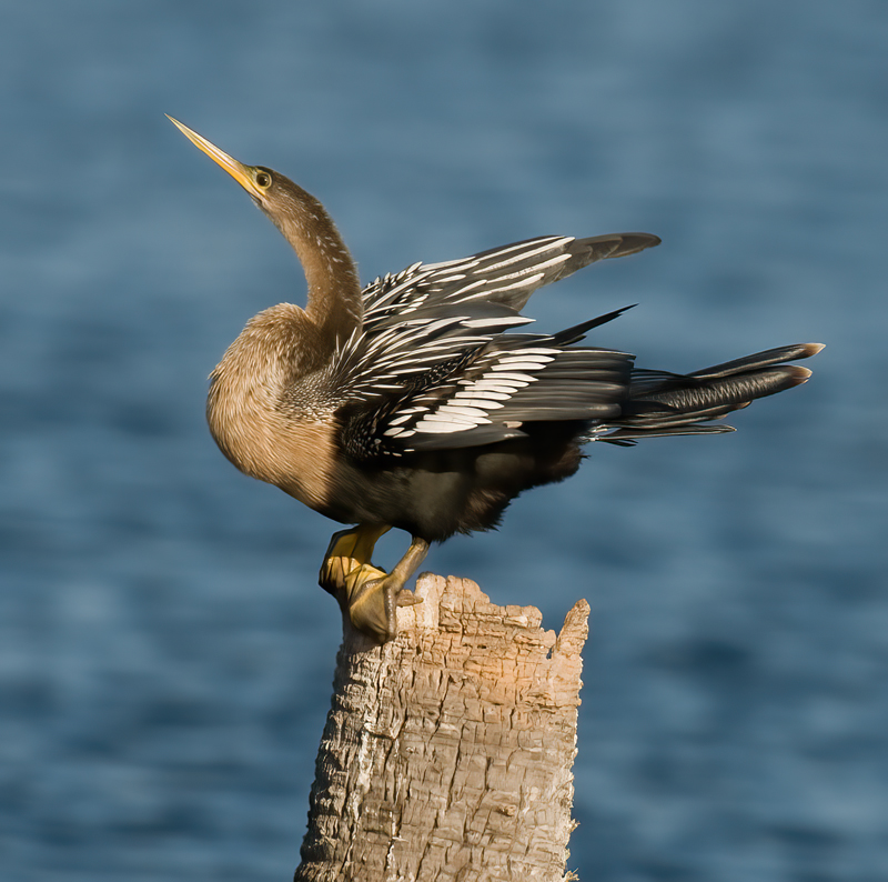 Anhinga_09_FL_058