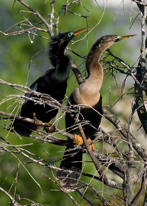 Anhinga_09_FL_063