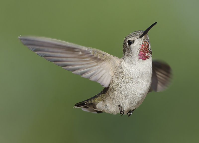 Annas_Hummingbird_14_CA_204