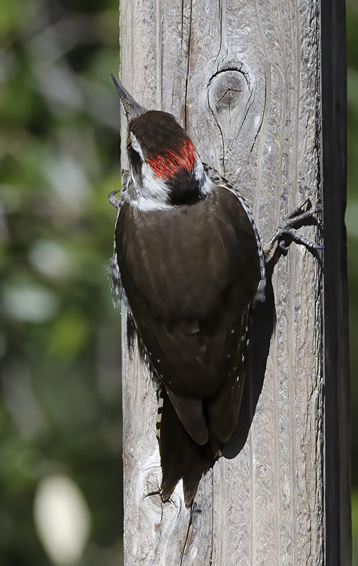 Arizona_Woodpecker_14_AZ_003