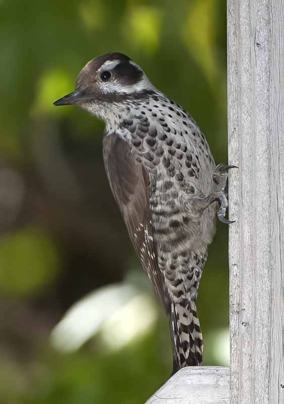 Arizona_Woodpecker_14_AZ_017