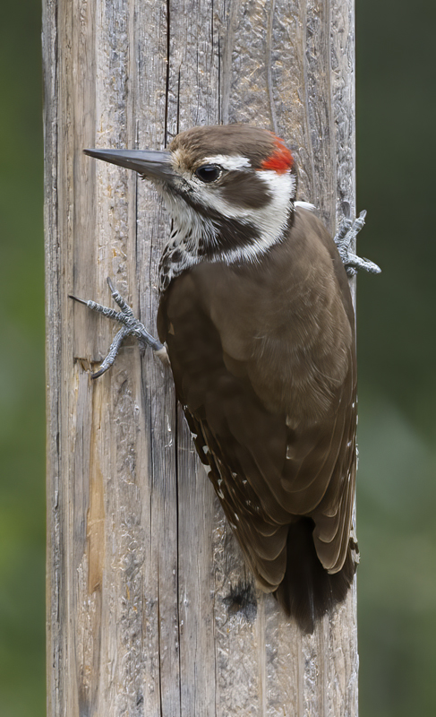 Arizona_Woodpecker_15_AZ_003