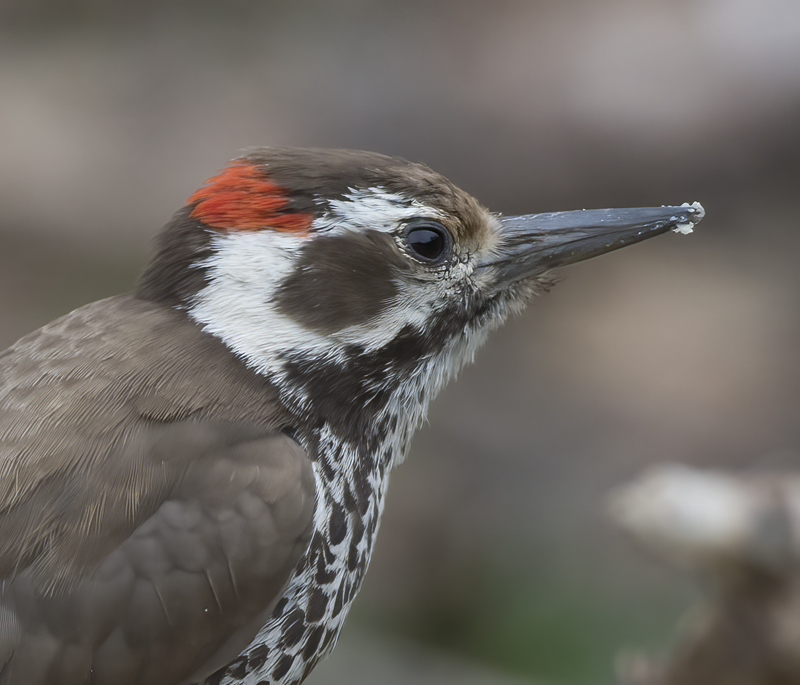 Arizona_Woodpecker_15_AZ_014