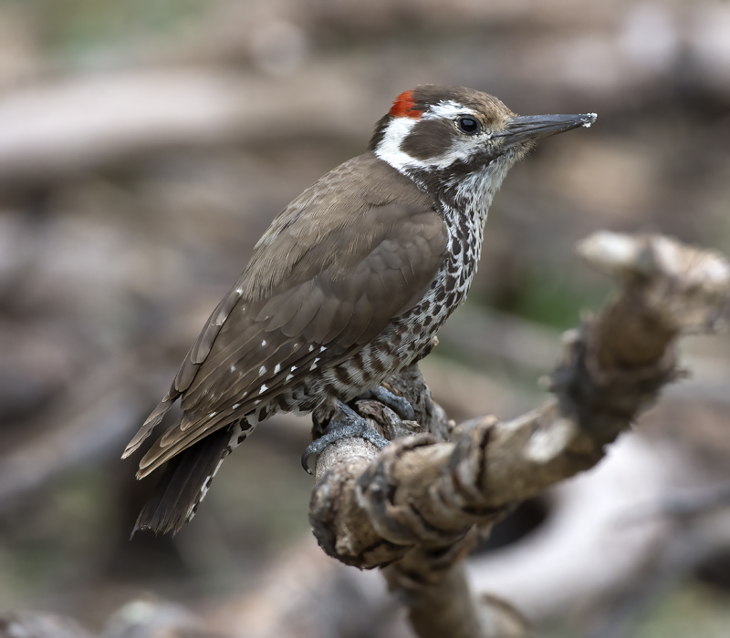 Arizona_Woodpecker_15_AZ_015