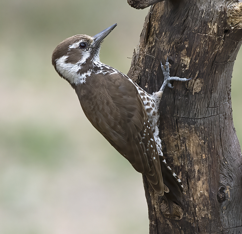 Arizona_Woodpecker_15_AZ_018