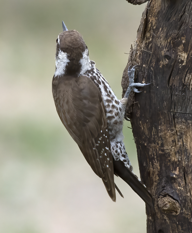 Arizona_Woodpecker_15_AZ_020