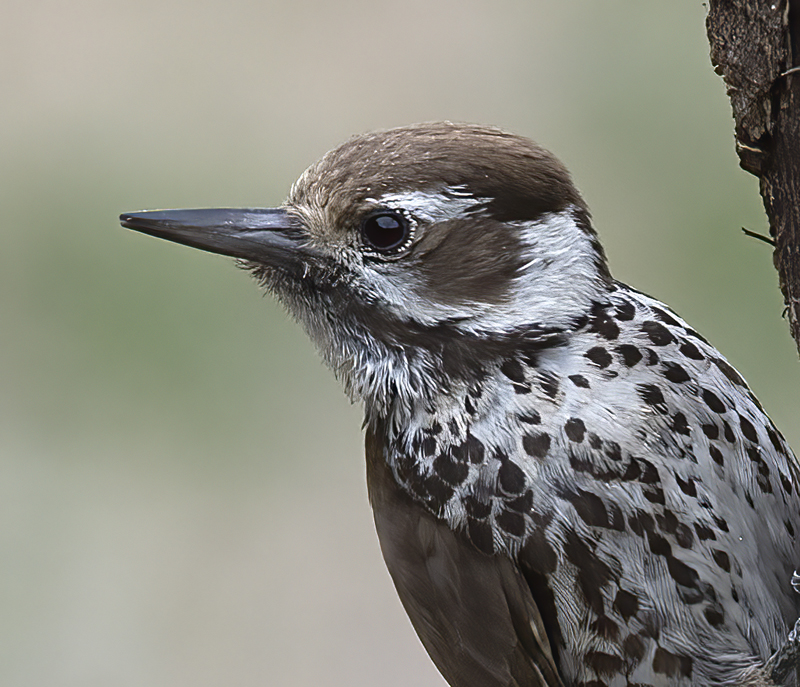 Arizona_Woodpecker_15_AZ_021