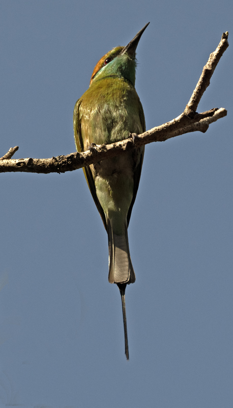 Asian_Green_Bee-eater_25_India_002