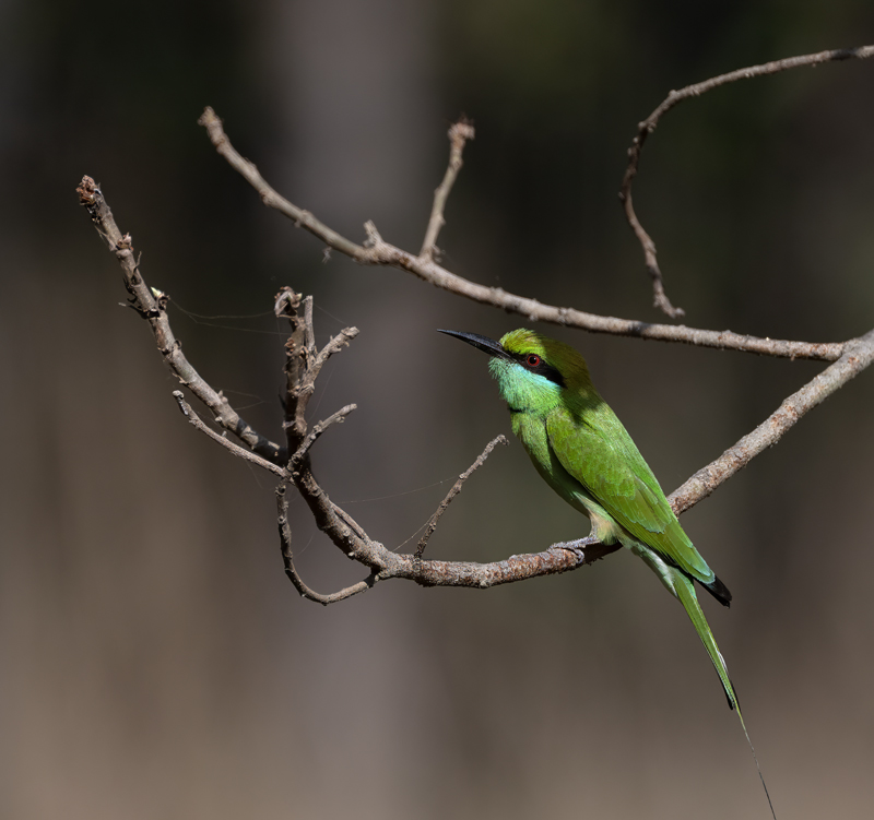 Asian_Green_Bee-eater_25_India_009