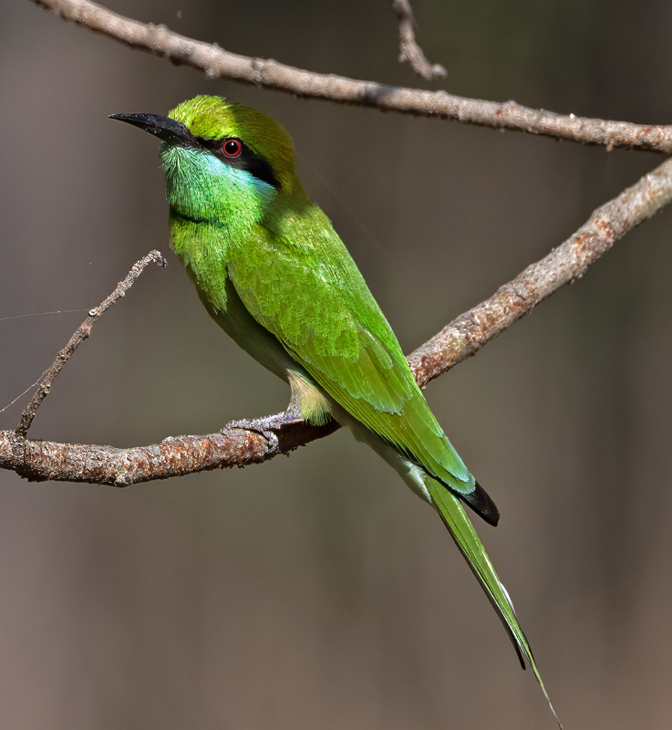 Asian_Green_Bee-eater_25_India_014