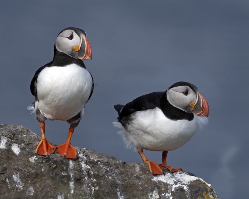 Atlantic_PUFFIN_22_Iceland_800