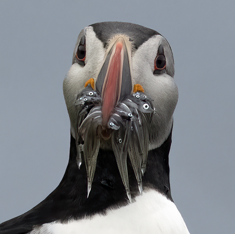 Atlantic_Puffin_22_Iceland_022