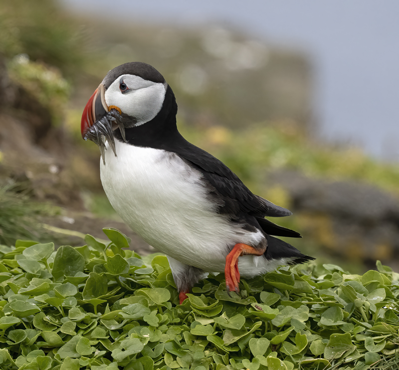 Atlantic_Puffin_22_Iceland_031